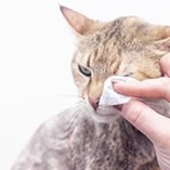 nettoyer les yeux d’un chat
